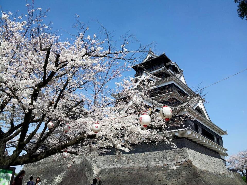 熊本首推賞櫻景點就是熊本城。 圖片來源／歌詩達郵輪