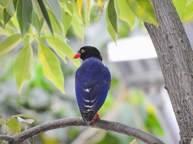 台灣藍鵲擁有鮮豔碧藍色的美麗羽毛。圖／台北市野鳥學會提供