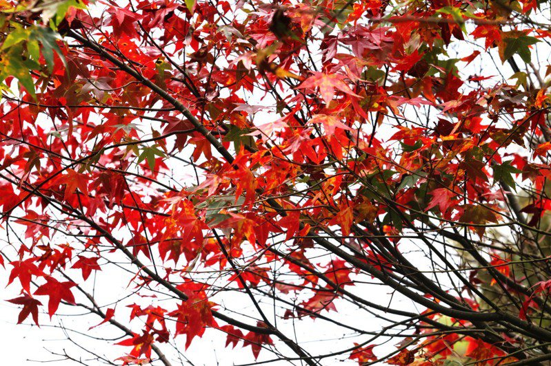 玉山塔塔加步道沿途有多種變色木，遊客中心前的以紅榨槭為主，紅葉告訴大家秋天到了。圖／玉山國家公園提供