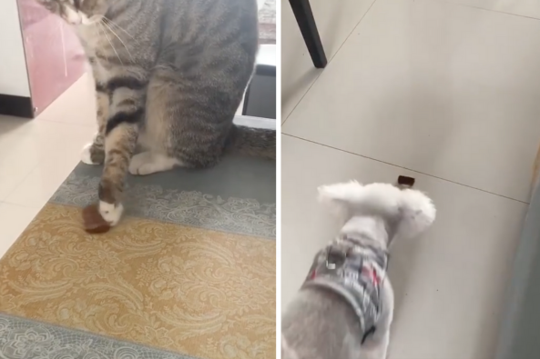 一隻虎斑貓把主人給牠的食物掃到地板上讓狗撿來吃。圖/翻攝自微博