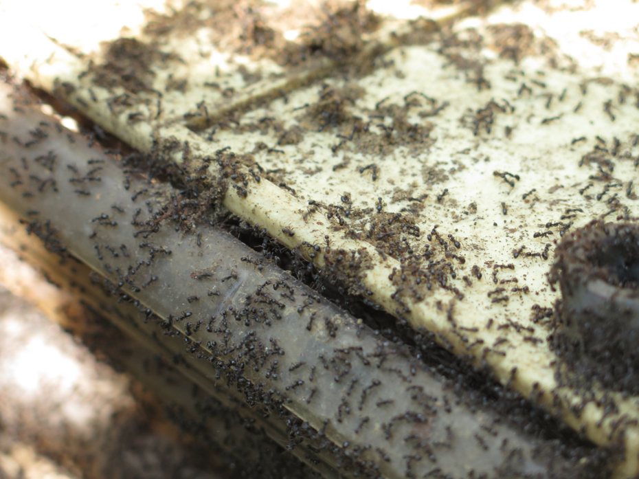 新竹市高峰里近年飽受琉璃蟻入侵危害，社區周邊圍牆可見到琉璃蟻群聚爬行。記者張裕珍／攝影