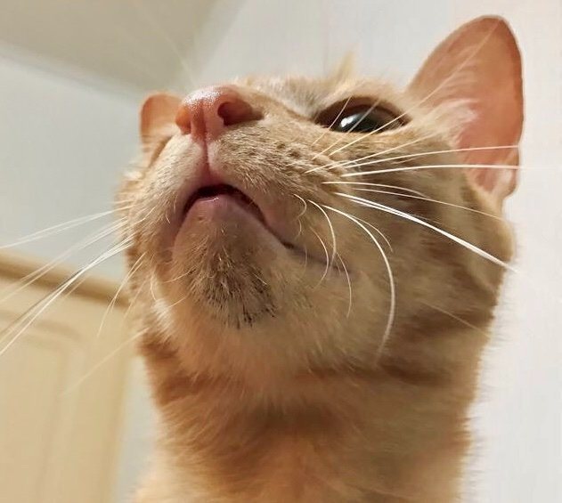 奶茶年輕時下巴有著很明顯的「貓粉刺」。圖取自獸醫蔣蔣話網站。