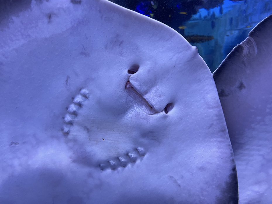 這些海洋生物天生帶著一張「鬼臉」，海科館有超萌明星。圖／海科館提供