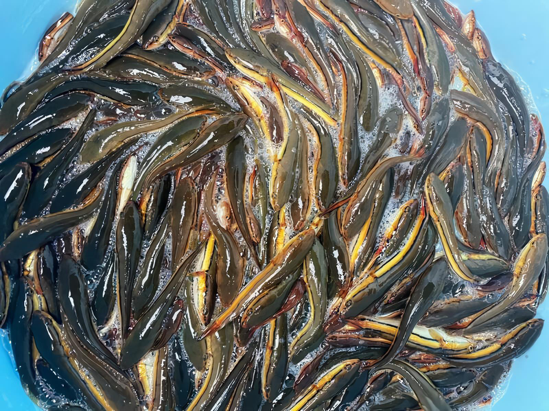 日月潭魚虎球今年入秋後大爆發，至今已撈逾3.4萬尾，創下歷年新高。圖／民眾提供