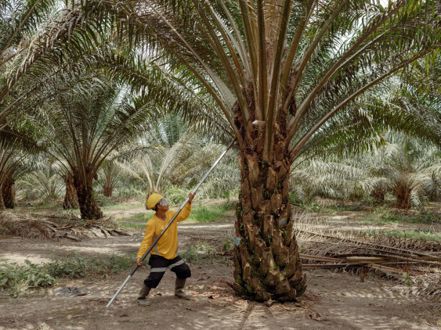 受高昂成本及產量下降衝擊，許多農民無力更換種植，棕櫚產業恐面臨數十億美元衝擊…（彭博資訊）