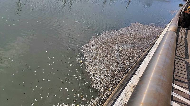 台中梧棲大排又出現死魚成群，河道上瀰漫臭味。圖／市議員楊典忠提供