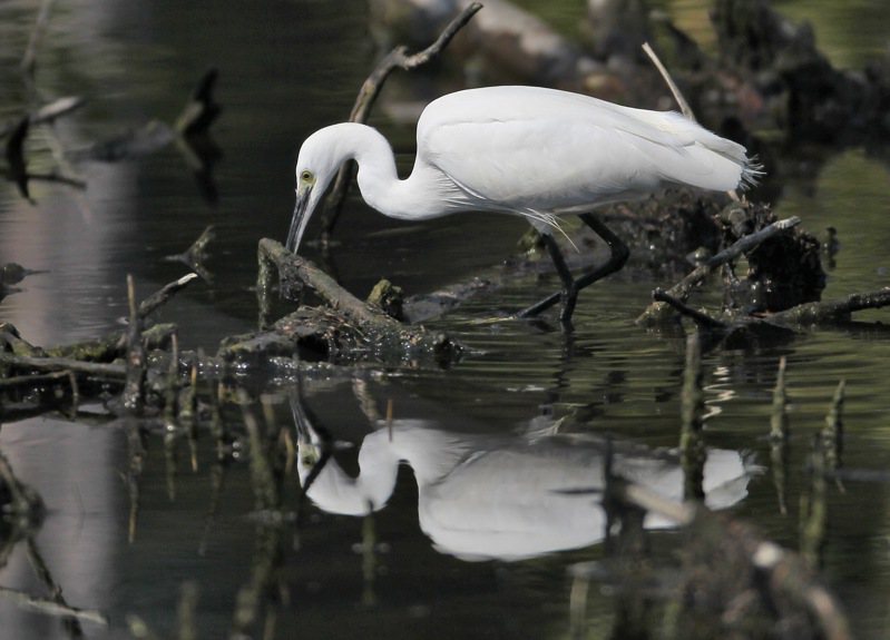 太平溪畔出現大量白鷺鷥覓食畫面。圖／台東環保局提供