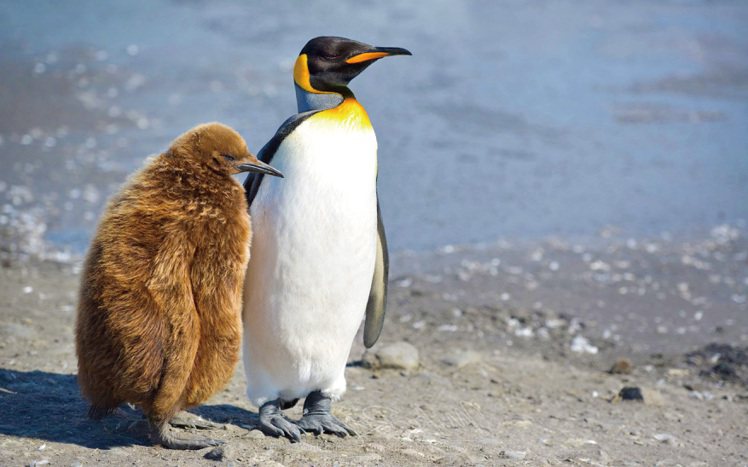 搭乘郵輪展開南極之旅，探索萌翻天的南極企鵝家族生態。圖/佳繽旅遊提供