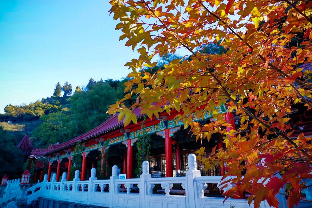 秋日梨山楓葉轉紅，是入山賞景的大好時間。圖/參山風管處提供