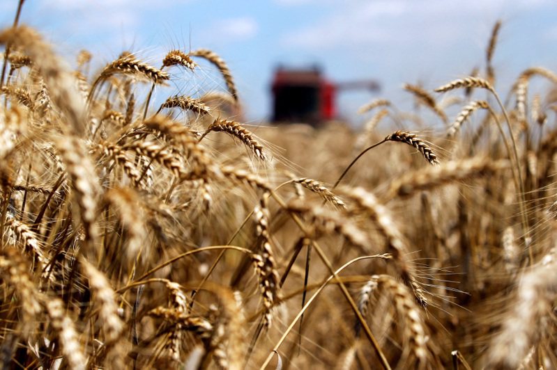 路透引述消息人士报导，中国在10月採购约200万公吨澳洲新作小麦，预计12月开始装运。路透(photo:UDN)