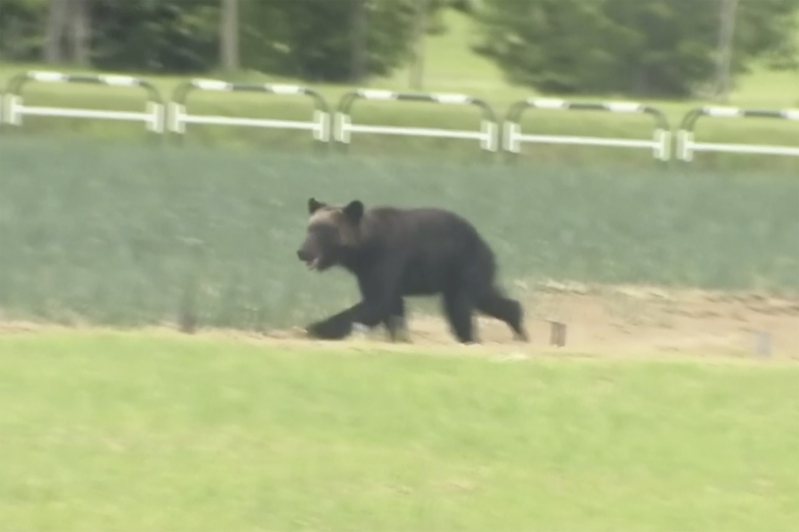 一隻棕熊2021年6月在北海道札幌的田野出沒。美聯社