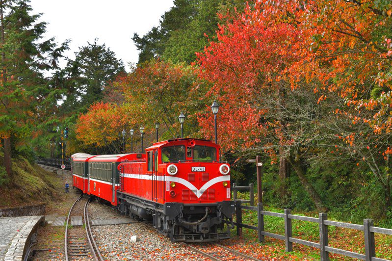 阿里山林業鐵道楓紅景致。圖／林業保育署提供