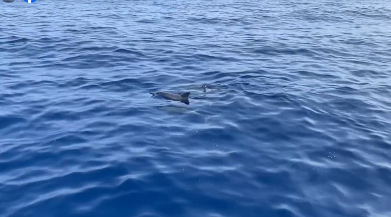 高雄新旗興號娛樂海釣船在高雄西南近海遇到一群大約10多隻的飛旋海豚。圖／翻攝自孫祥鈞臉書
