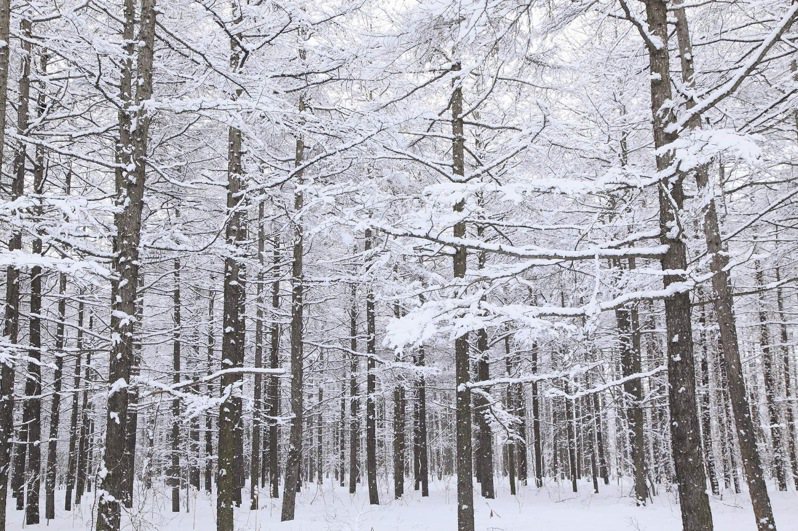 前往日韓戲雪正是時候，長汎假期也推薦即將來臨的日本雪季限定行程，旅展現場購買只要NT$29,900起(含稅)。業者提供