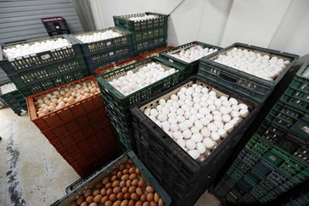 蛋價連2降，目前產地價及批發價每台斤為40.5元、50元。雞蛋示意圖。本報資料照片