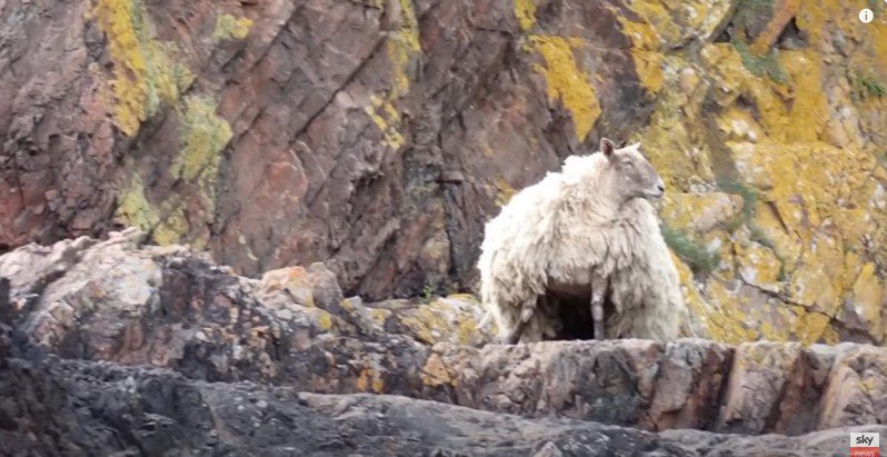 1隻受困蘇格蘭高地懸崖底逾兩年之久的母羊菲奧娜，4日終於獲救。圖／截自影片