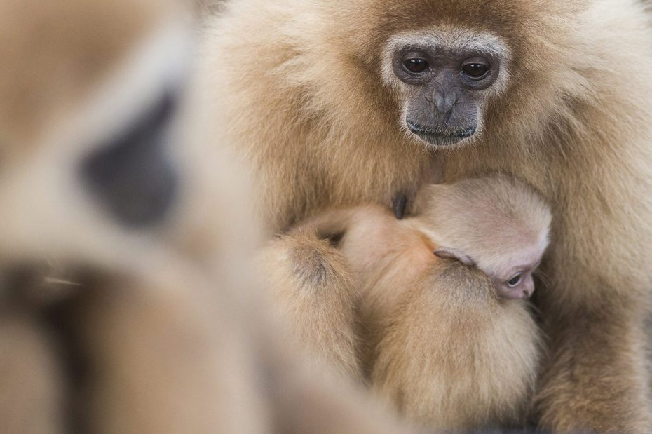 日本北海道釧路市動物園今天表示，園內一隻推估年齡超過65歲的雄性白掌長臂猿死亡，死因為糖尿病惡化造成的蜘蛛膜下腔出血。園方表示，這是全球最高齡的白掌長臂猿。圖非當事白掌長臂猿，僅示意。美聯社資料照