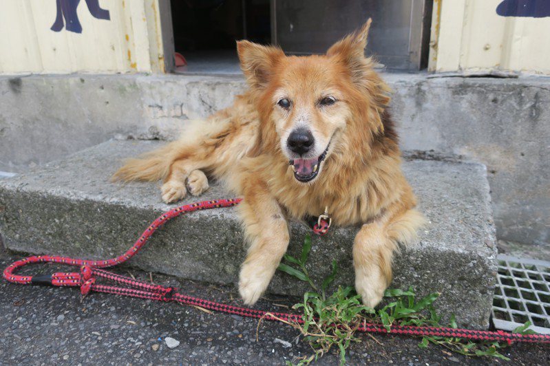 新北市政府動保處救援一隻雙眼視障老犬，並取名「咖哩」。圖／新北動保處提供