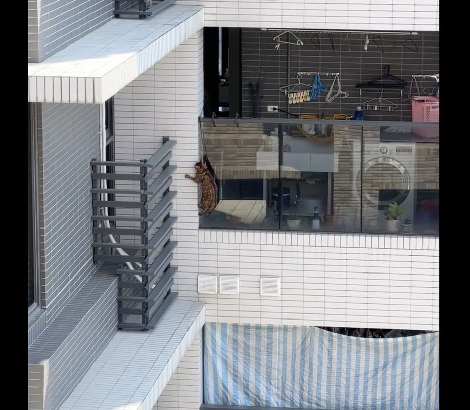 新北市鶯歌區日前有民眾發現對面住戶飼養的虎斑貓，遭牽繩懸掛在大樓外牆上。圖／擷取自愛貓聯盟粉專