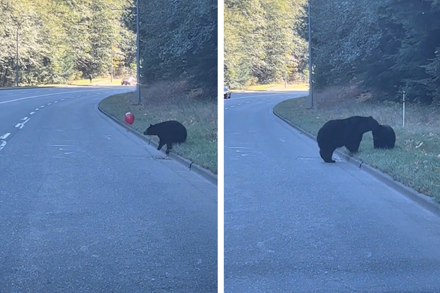 一隻黑熊媽媽帶孩子過馬路，結果孩子半路上被氣球吸引玩瘋了，完全忘記要過馬路，媽媽發現孩子沒跟上來，焦急地衝回去爆氣開罵，小黑熊一臉委屈的模樣讓不少網友直呼「熊孩子難帶」。 (圖/取自影片)