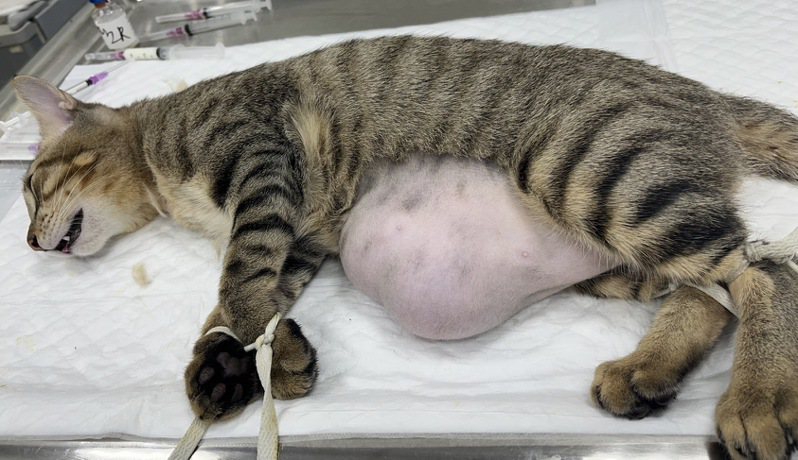 獸醫將小貓的貓瘟治療痊癒後，為小貓進行臍赫尼亞手術，擺脫「大肚腩」。圖／新北市動保處提供