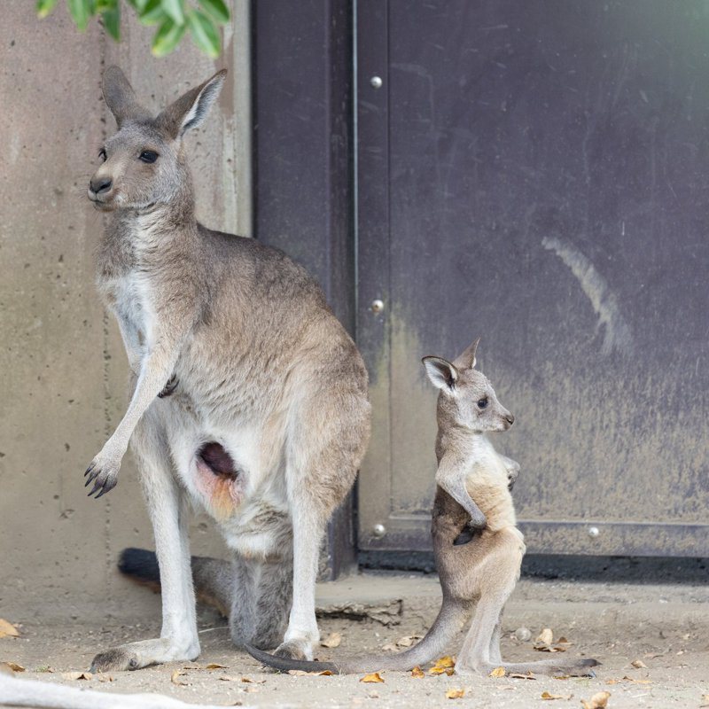 動物園一對袋鼠母子疑似是吵架，袋鼠寶寶很不爽的站在媽媽身邊背對牠，氣鼓鼓的雙手叉腰，一臉氣到臉都鼓起來的模樣在網路上引發熱議。 (圖/取自推特)