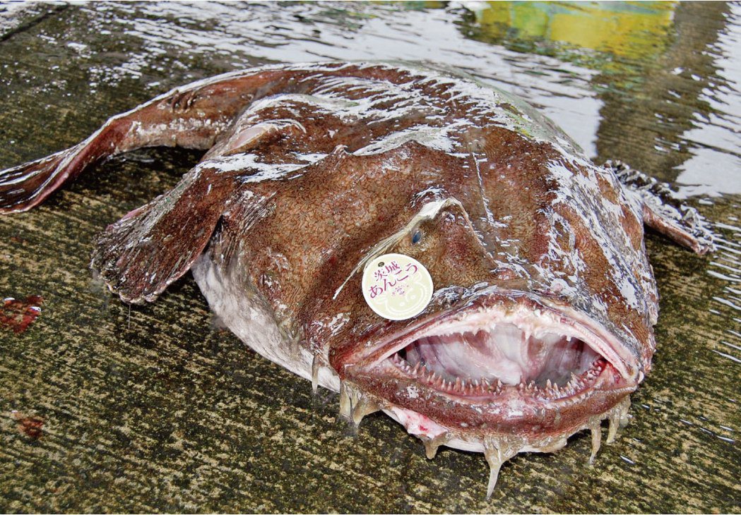 冬天的鮟鱇魚體型更大更美味。 圖／ALBA阿路巴高爾夫雜誌提供