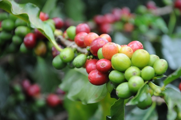 從咖啡生豆品名，體會商品名稱差異性的樂趣