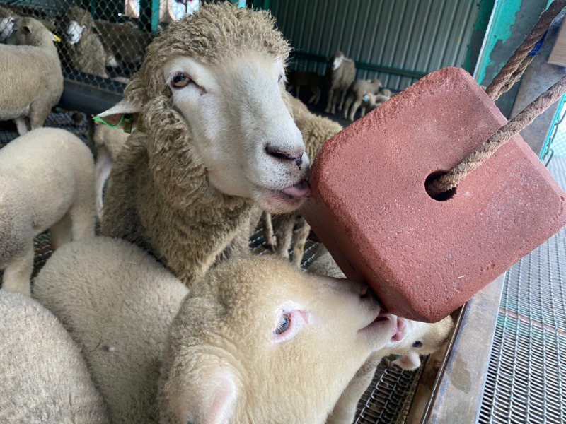 清境農場羊舍旁旁掛上紅色的「鹽磚」讓羊隻舔舐補充鹽分、礦物質等，幫助維持其身體機能運作，保持健康。圖／清境農場提供