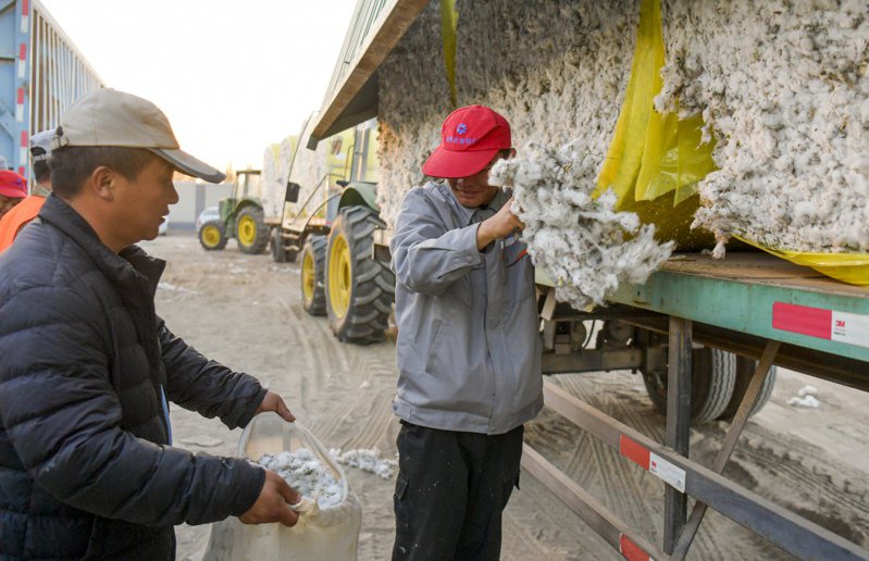 新疆烏魯木齊口岸外貿旺。圖為新疆尉犁縣棉花加工廠工作人員，在棉包中採樣。（新華社）