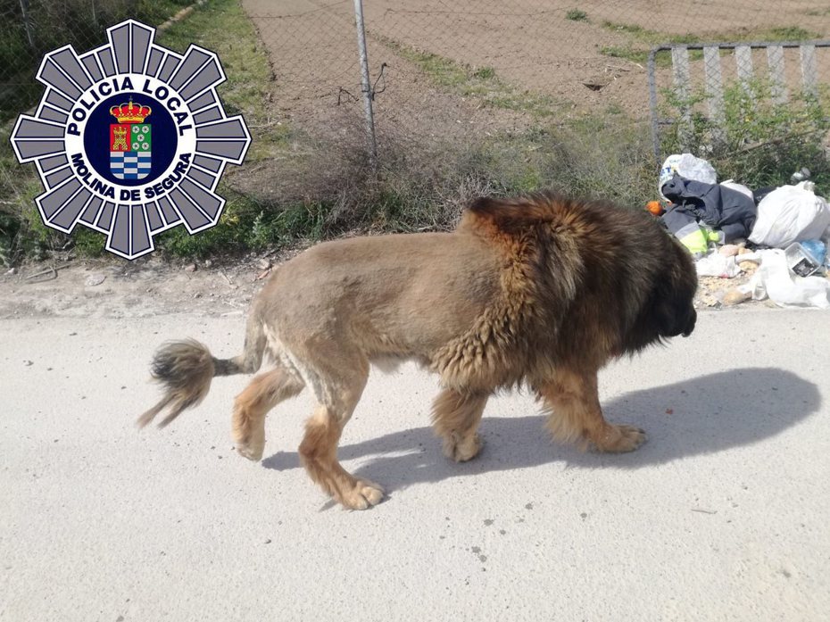 警方接獲民眾通報說路上有一隻獅子在閒晃，不少路人看到嚇到不敢靠近，結果警察到達現場後發現竟只是一場烏龍。 (圖/取自X)