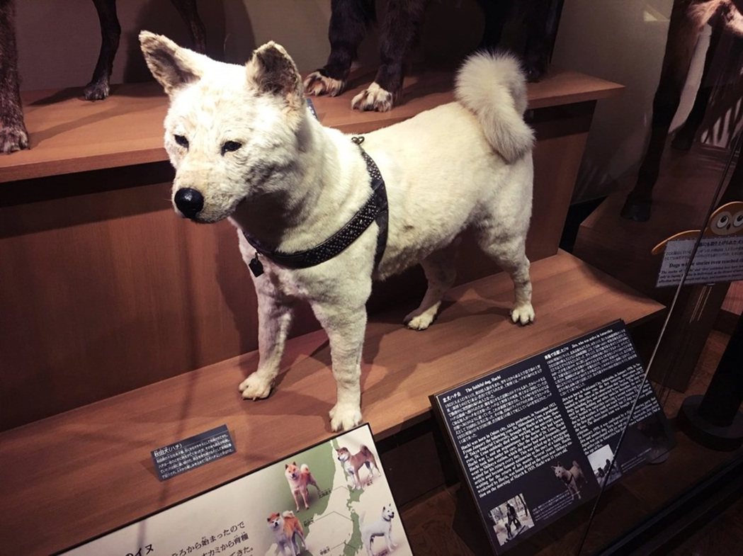 八公死後由東京帝國大學解剖並製作成標本，圖為目前在日本國立科學博物館的八公標本，...