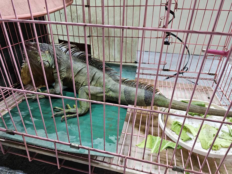 埔里鎮日前又有農民在自家農田又捕獲長約1公尺的綠鬣蜥，地方人士憂心綠鬣蜥已入侵大埔里地區。圖／民眾提供