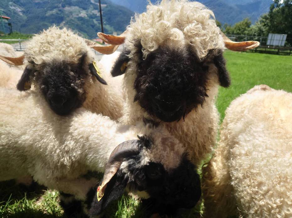清境農場去年引進「世界最萌小羊」瓦萊黑鼻羊。圖／清境農場提供