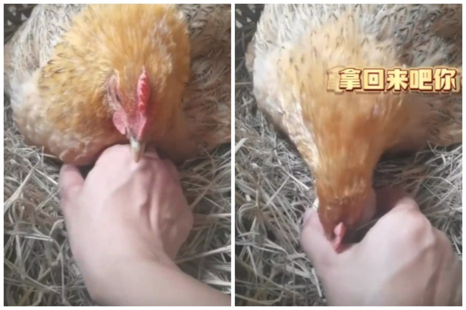 母雞不肯讓飼主取走雞蛋。圖取自微博