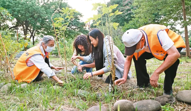 台北大學青銀共學的長者，與學生一起在校園食物森林裡拔除雜草。
 圖／侯永全攝影