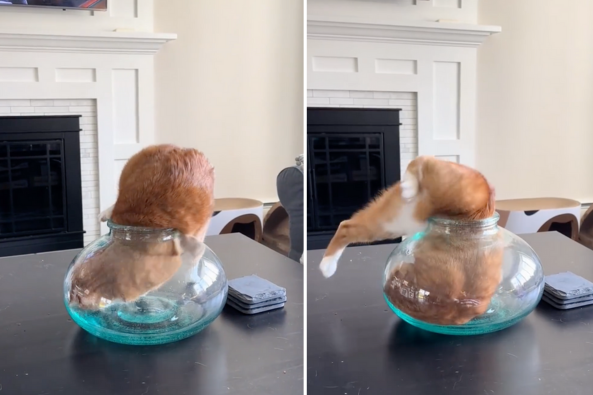 有飼主分享橘貓長大仍硬要鑽進玻璃罐裡，肉肉卡洞口的模樣萌翻不少網友。圖/翻攝自微博