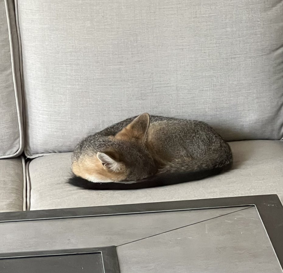 美國加州一名網友醒來，發現露臺上有隻狐狸正趴在沙發上休息。圖擷自臉書/KCRA 3