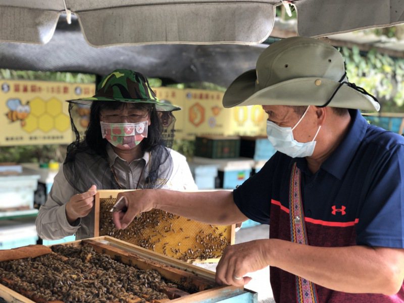 花蓮鹽寮社區發展林下養蜂。圖／林業署提供