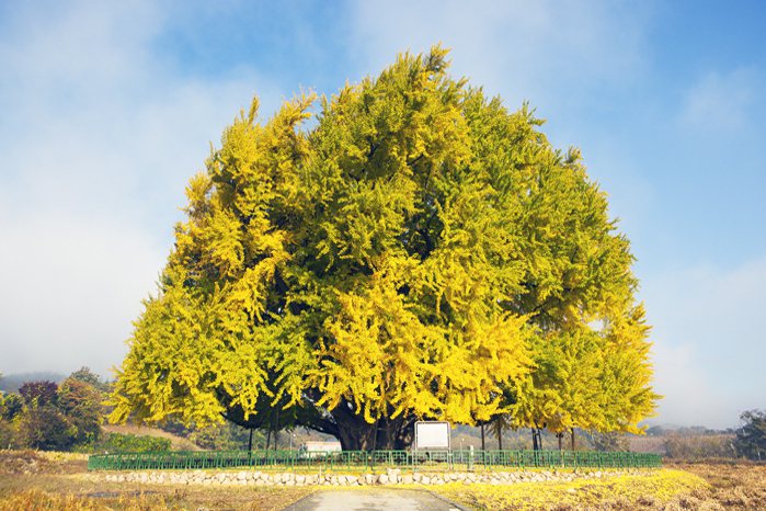 這棵已有800年歷史的銀杏樹，有人說它是世界上最美麗的銀杏樹。南韓文化遺產廳自1965年1月31日起，將這棵銀杏樹指定為天然紀念物，受到特別保護。擷自南韓觀光公社