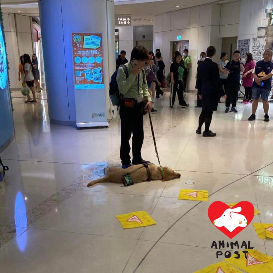香港一隻導盲犬日前在商場不明原因暈倒，緊急送醫仍搶救無效不幸死亡。圖擷自臉書/香港動物報