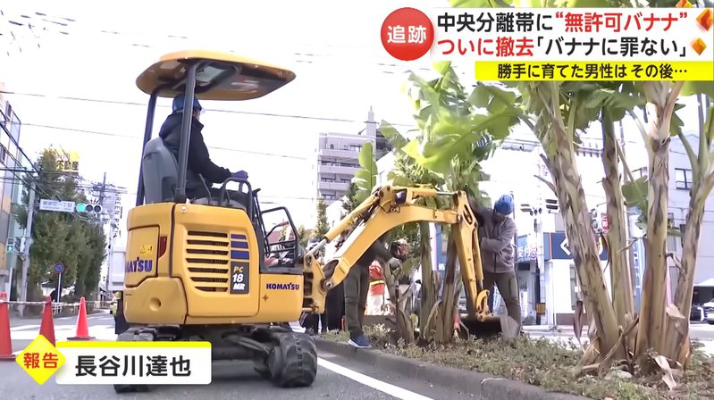 日本一名50多歲的男子擅自在安全島上種植香蕉，相關單位日前到現場剷除3棵樹，讓他相當痛心。圖／取自YouTube影片