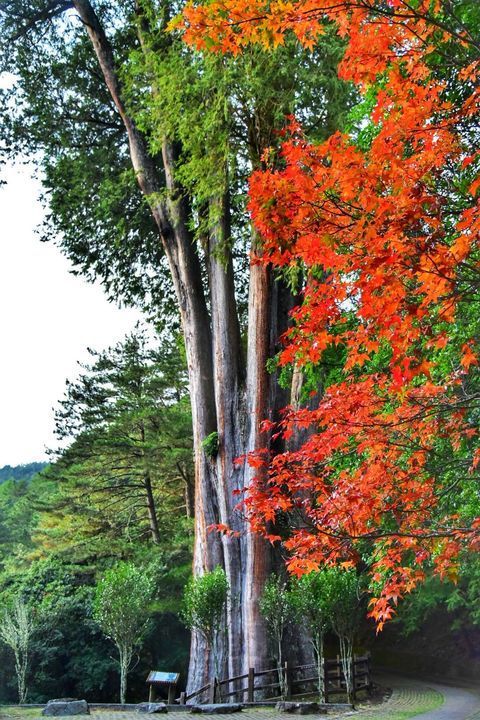 ▲大雪山森林遊樂區內的楓葉已轉紅。　圖：農業部林業及自然保育署／提供