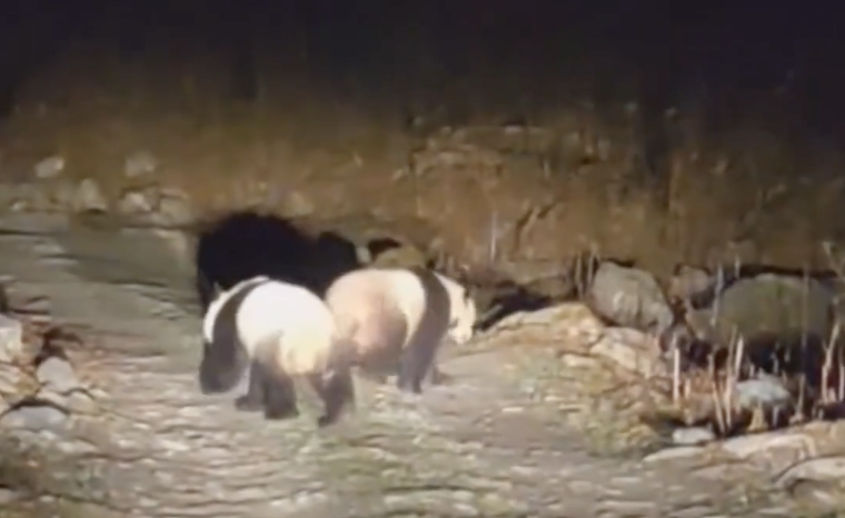 兩隻貓熊晃著圓圓的大屁股、肩並肩行走在山路中央。（圖／翻攝自微博）