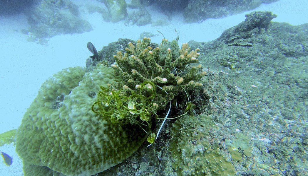 在小琉球潛水時，不時會看到垃圾殘繞在珊瑚礁上。 圖／孫文臨攝影