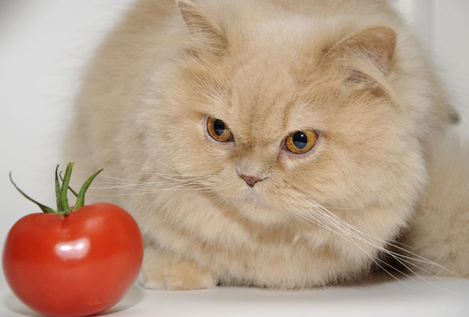 貓咪適合吃素嗎？ingimage示意圖