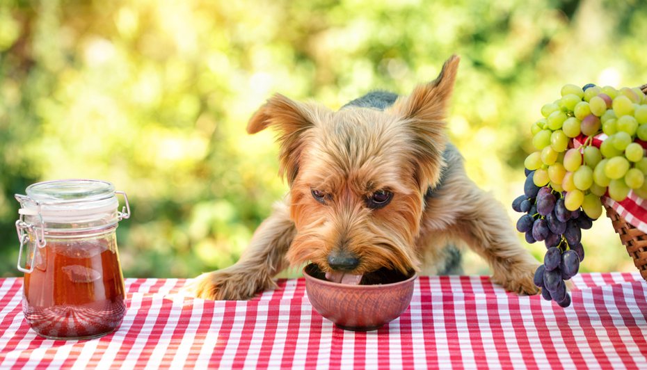 狗狗食物過敏怎麼辦？ingimage