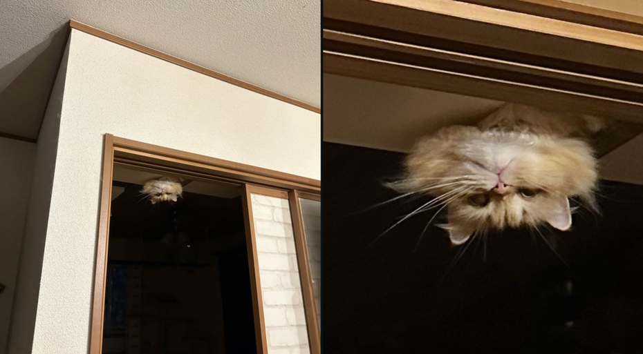 襤褸貓「Emma」（エマ）身體躲在天花板裡、整顆貓頭直接從門邊上方「倒掛示眾」。（圖／翻攝自推特 @NEKOLAND13）