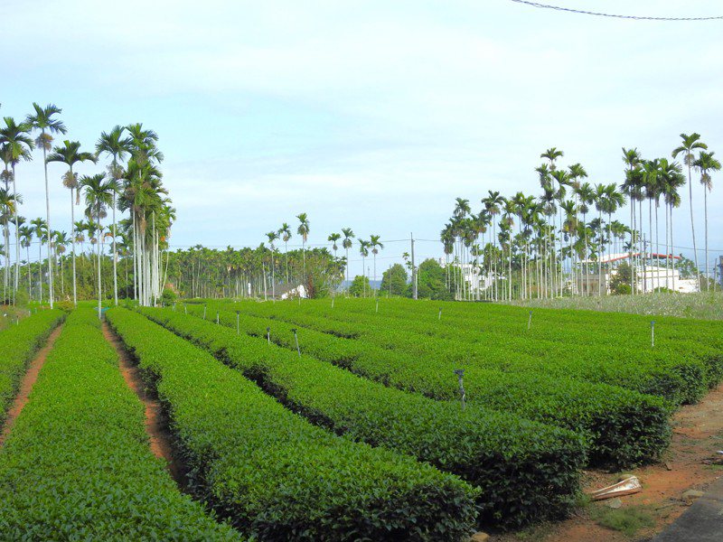 以茶葉生產為本業的台灣農林手握3715公頃土地資產，也被比喻為坐擁碳權金山，近年啟動轉型，台灣農林表示，2022年的營收已較2019年上升26%，期待在最短期間內轉虧為盈。聯合報資料照片