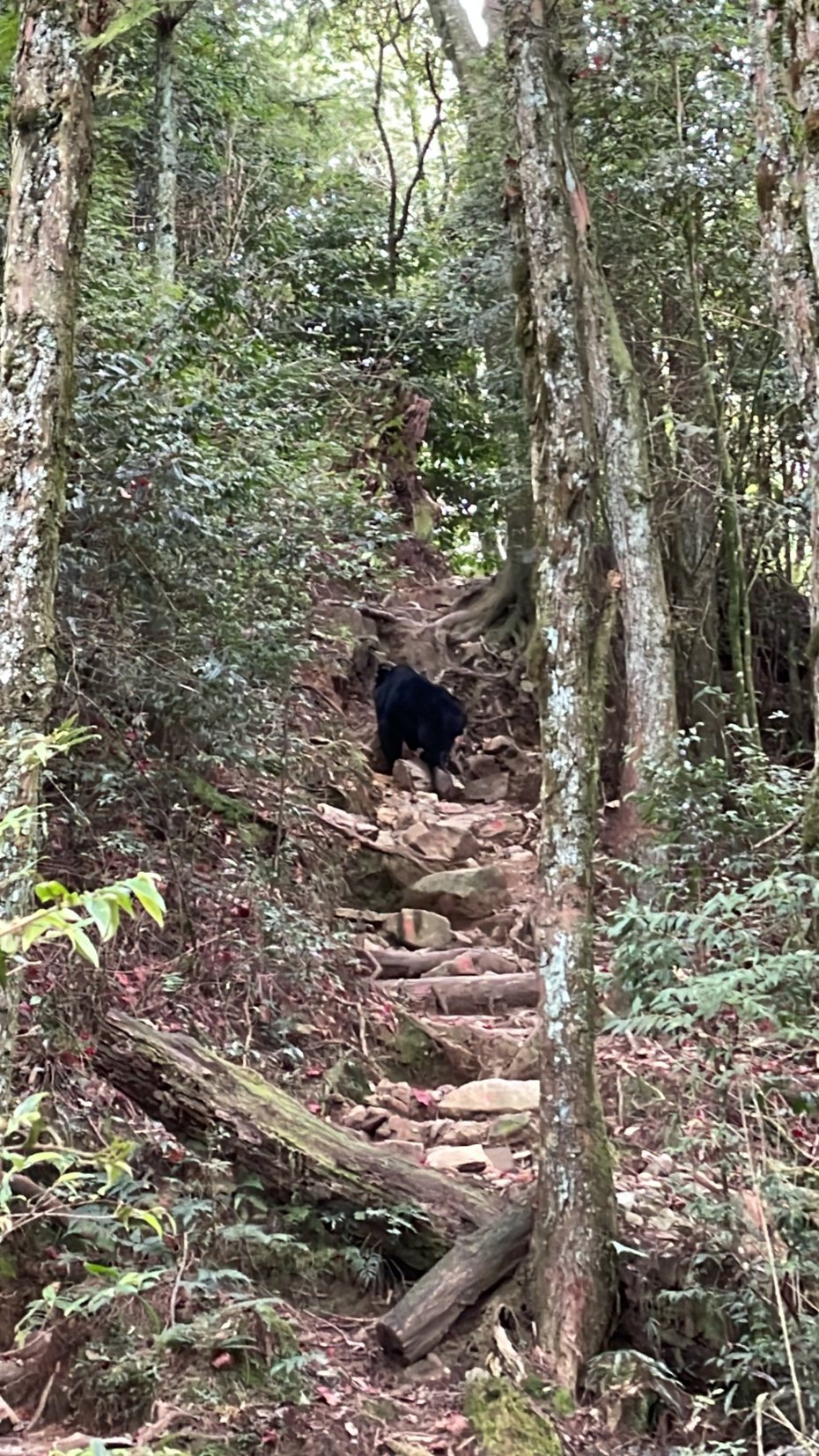 蔡姓山友本月10日獨攀，在鳶嘴稍來山步道發現台灣黑熊出沒。圖／蔡姓山友提供